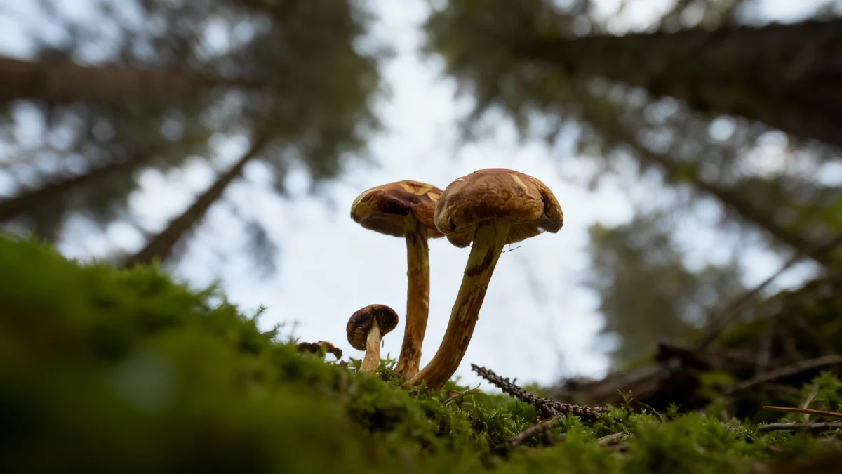 Mastering Sharp Fungi Photography