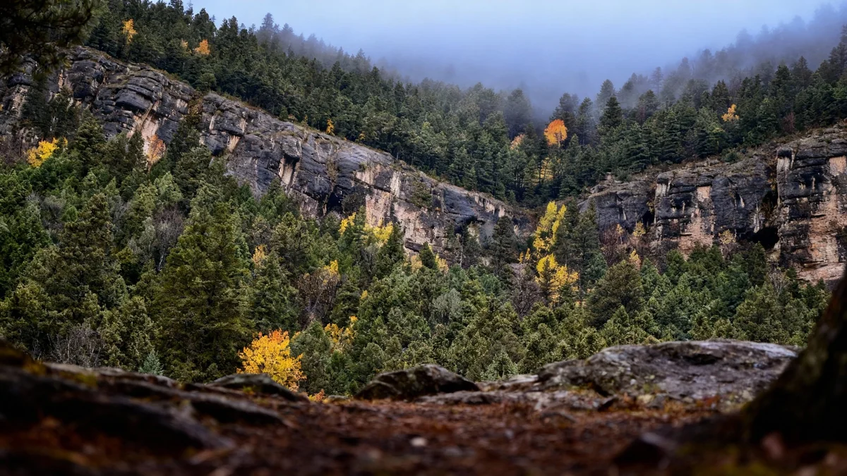 Rare Aspen 'Leaf Fall' Phenomenon in Sinks Canyon